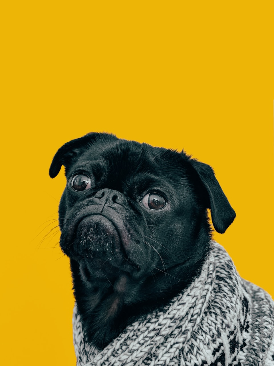 Piper, a black pug wearing a knit sweater